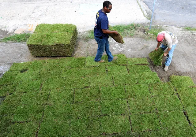 Fresh St. Augustine sod being installed on a Jacksonville lawn